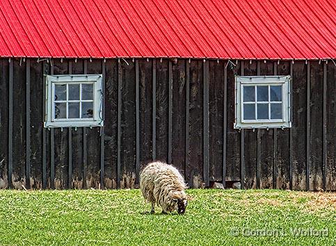 Barnyard Sheep_DSCF02479.jpg - Photographed near Kemptville, Ontario, Canada.